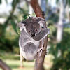 Brisbane